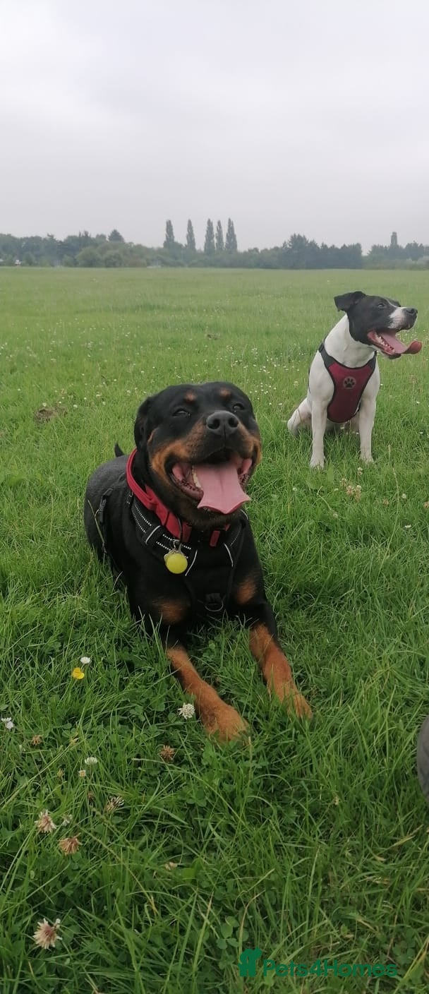 Rottweiler dogs Rottweiler male - Advert 1