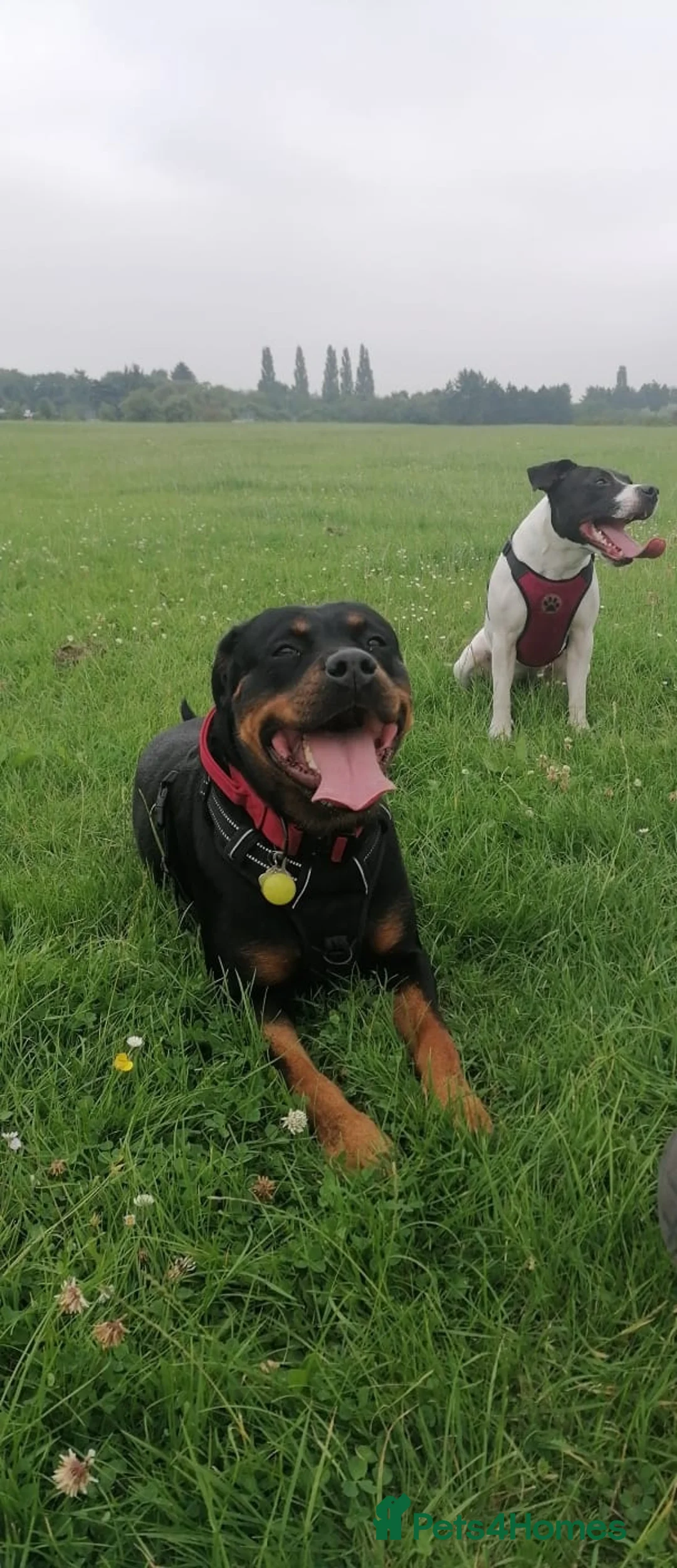 Rottweiler dogs for sale: Rottweiler male - Advert 1