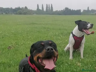 Rottweiler dogs Rottweiler male - Advert 6