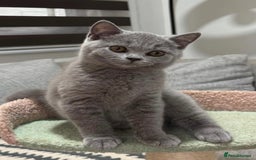 British Shorthair cats for sale: British Shorthair Kittens – Only 2 Left, Ready Now - Image 5