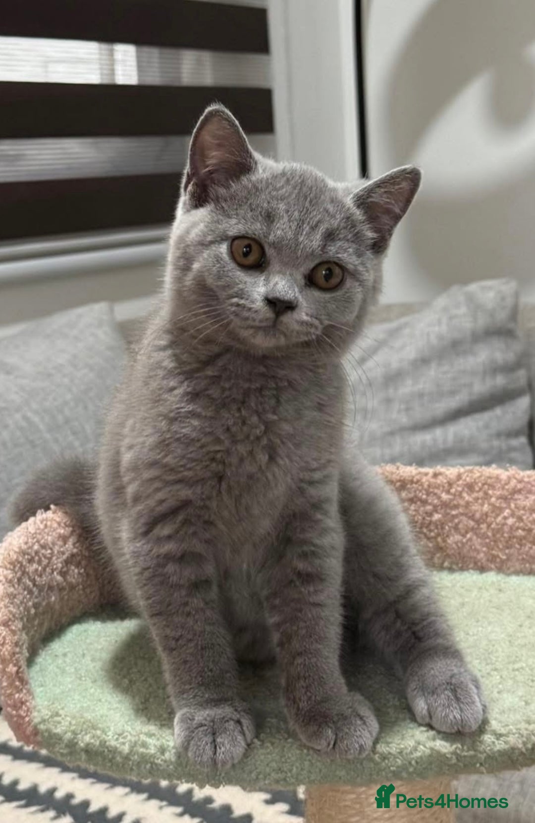 British Shorthair cats for sale: British Shorthair Kittens – Only 2 Left, Ready Now - Image 5