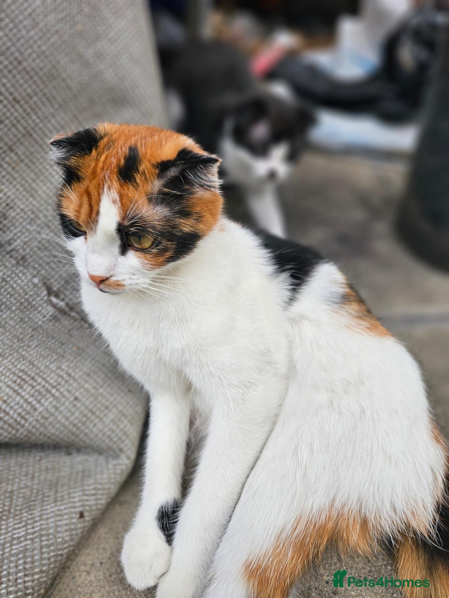 Mixed Breed cats Ginger and white Kitten for sale - Advert 2
