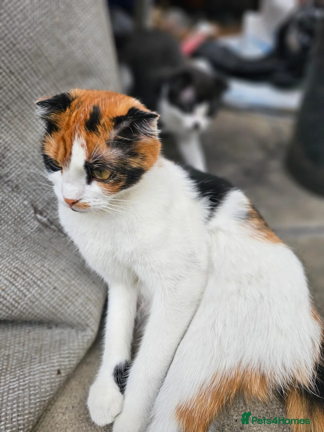 Mixed Breed cats for sale: Ginger and white Kitten for sale in London - Advert 1