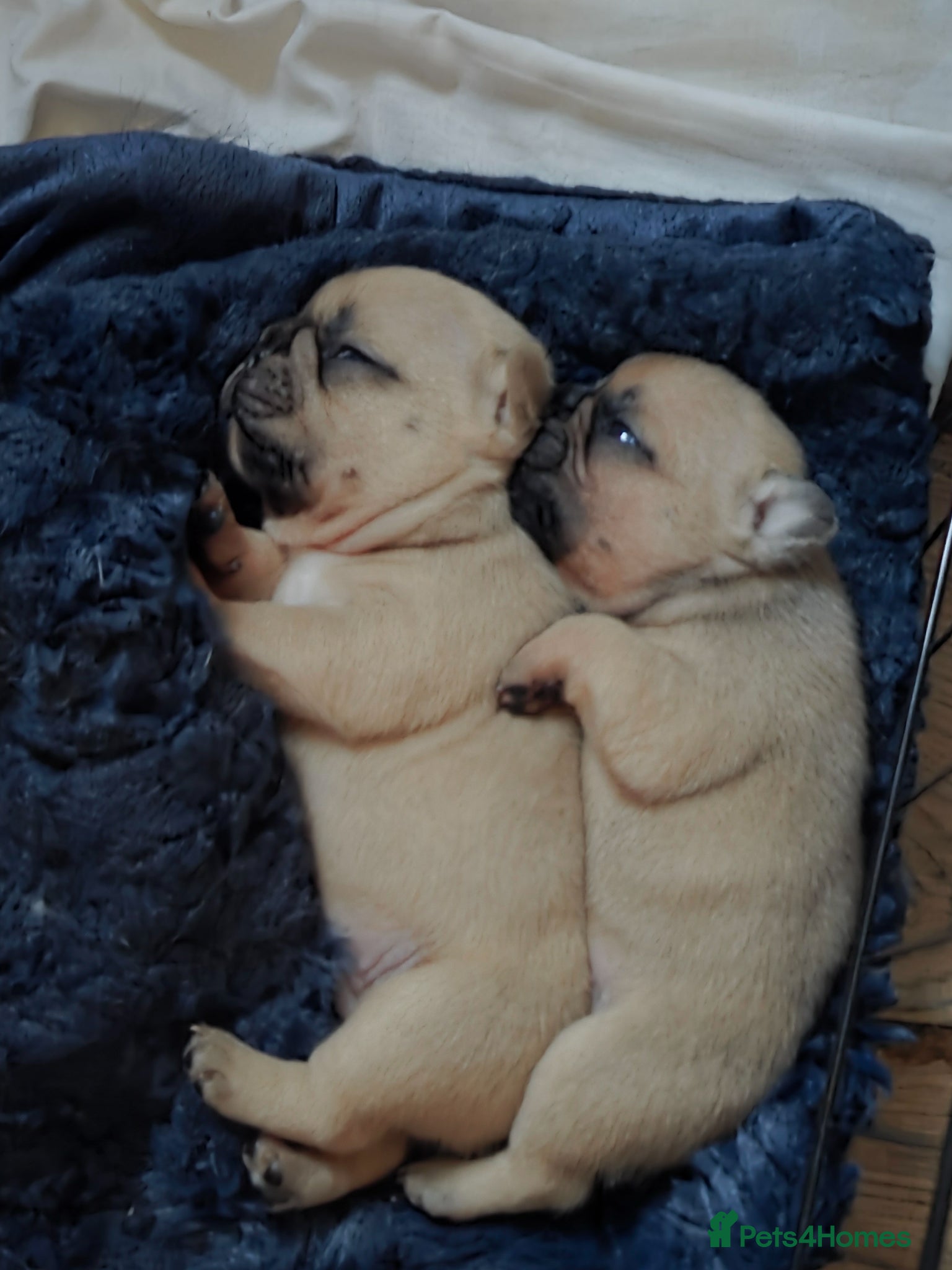 French Bulldog dogs French bulldog puppies  - Advert 4