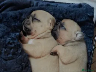 French Bulldog dogs French bulldog puppies - Advert 3