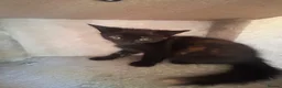 Mixed Breed cats for sale: Ragdoll x Siamese x Maine coon ready to leave  - Advert 7