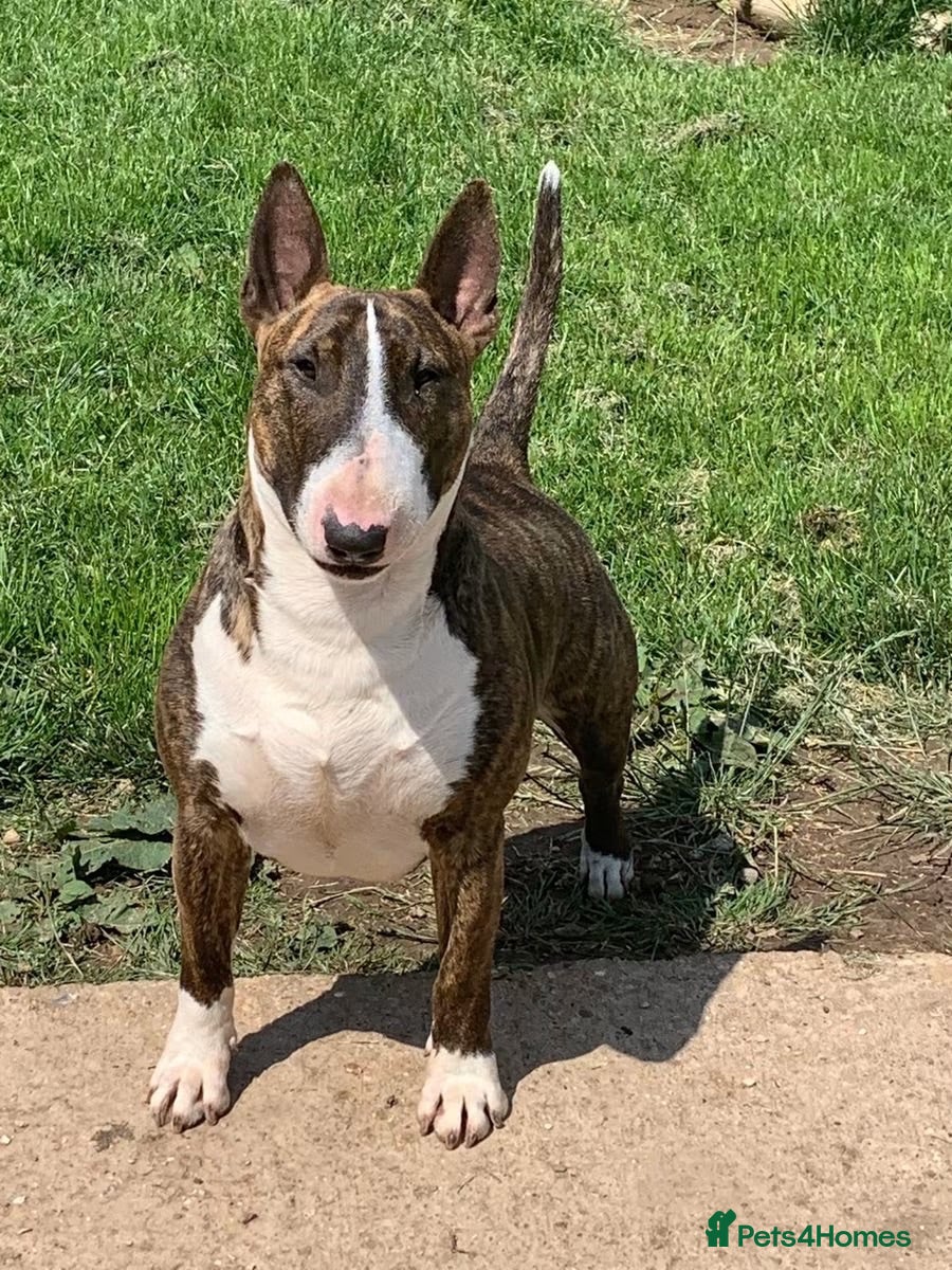 Bull Terrier dogs KC reg Bull terrier pups - Advert 2