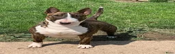 Bull Terrier dogs for sale: KC reg Bull terrier pups - Advert 1