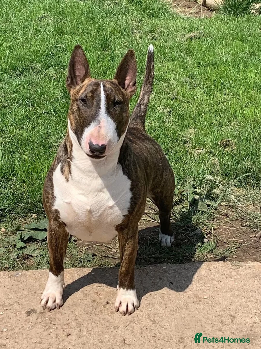Bull Terrier dogs for sale: KC reg Bull terrier pups - Advert 1