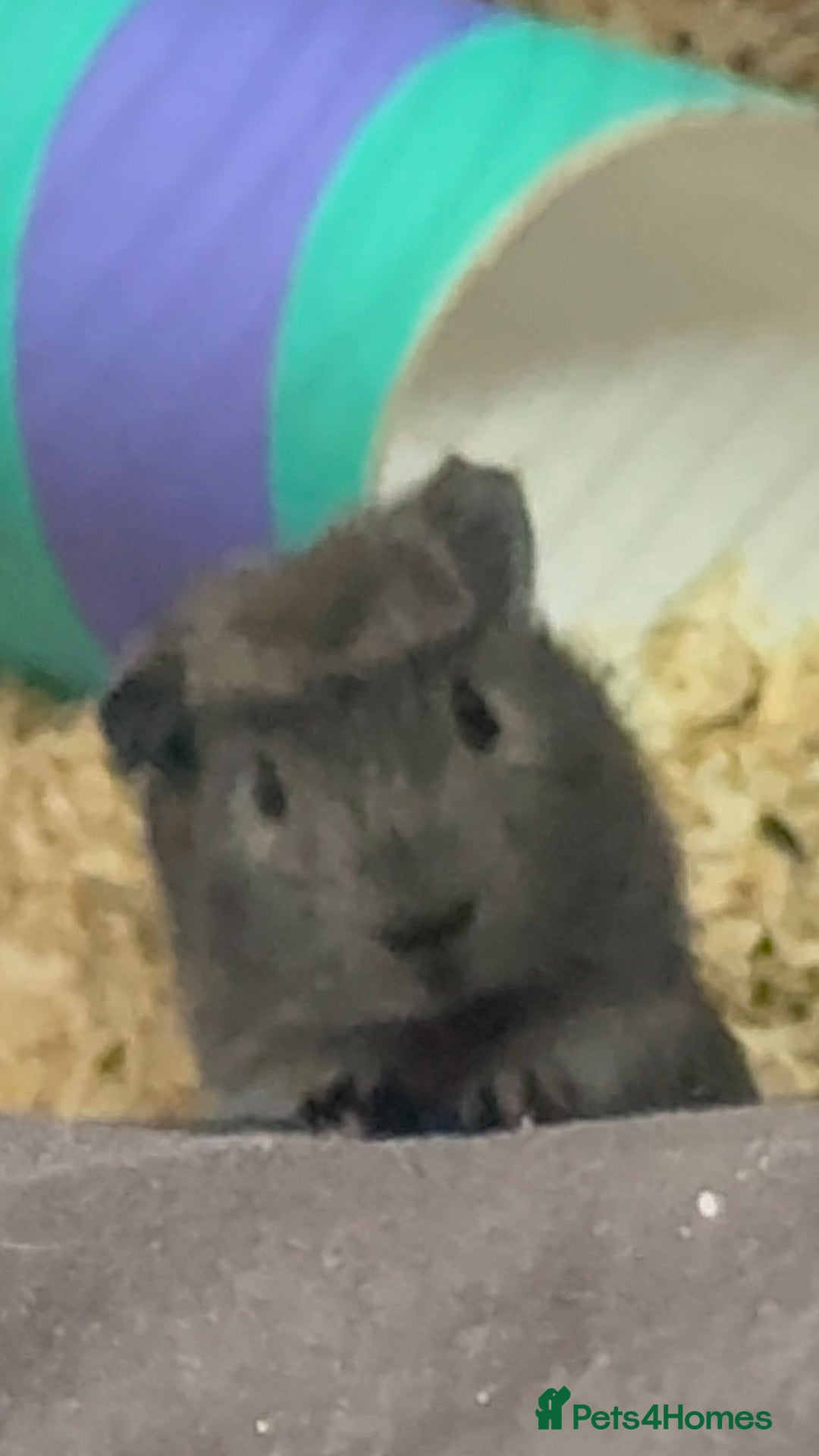 Guinea Pig rodents for sale: Two Male guinnea pig brothers for sale - Advert 3