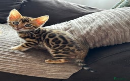 Bengal cats for sale: TICA Bengal kittens for sale . 🐱 - Image 30