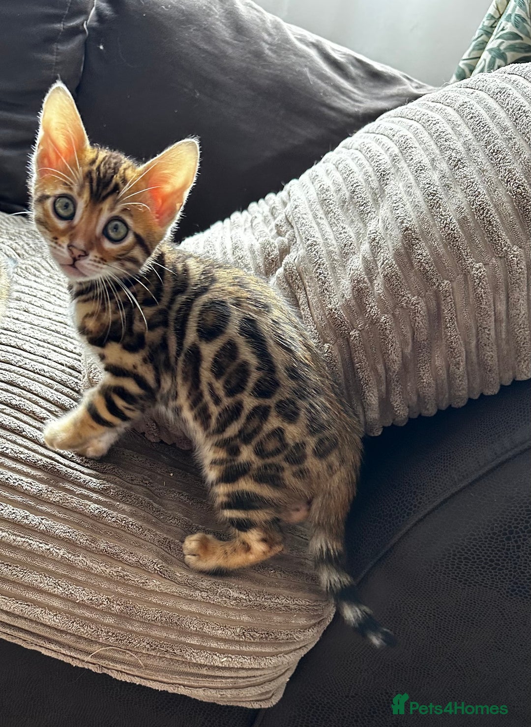 Bengal cats for sale: TICA Bengal kittens for sale . 🐱 - Image 30