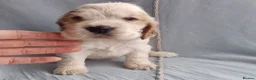 Cocker Spaniel dogs for sale: KC/ Show Type Cocker Spaniels - Advert 22
