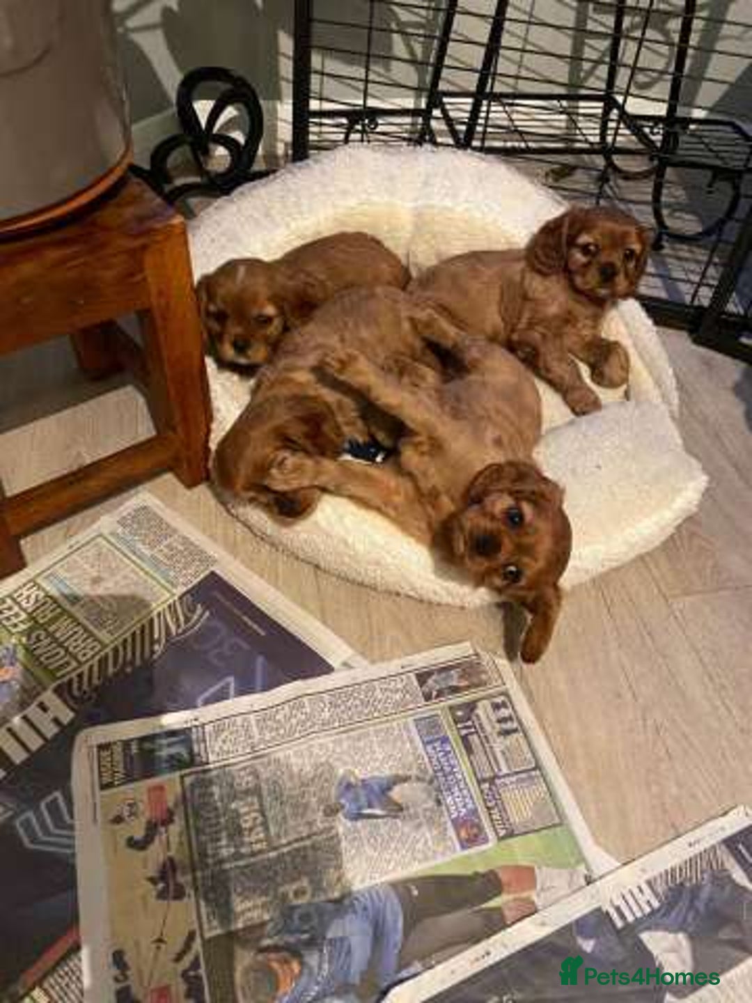 Cavalier King Charles Spaniel dogs for sale: Home trained Cavalier King Charles Spanniel - Advert 2