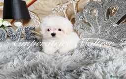 Maltese dogs for sale: Emperatrice Maltese-Korean Line Show Maltese KC Re - Image 2