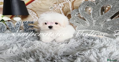 Maltese dogs Emperatrice Maltese-Korean Line Show Maltese KC Re - Advert 12