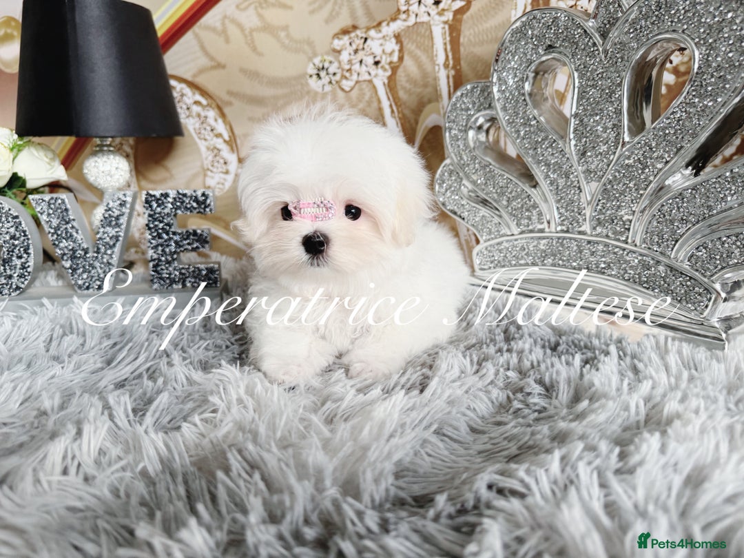 Maltese dogs for sale: Emperatrice Maltese-Korean Line Show Maltese KC Re - Image 2