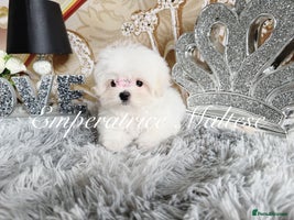 Maltese dogs Emperatrice Maltese-Korean Line Show Maltese KC Re - Advert 10