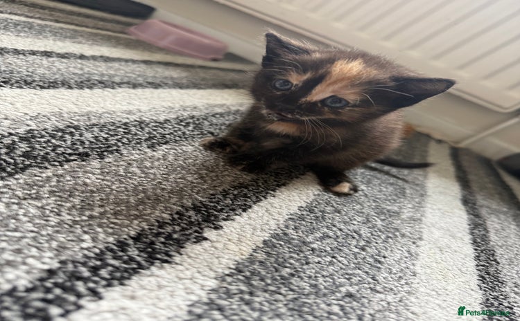 Domestic Shorthair cats - Advert 19