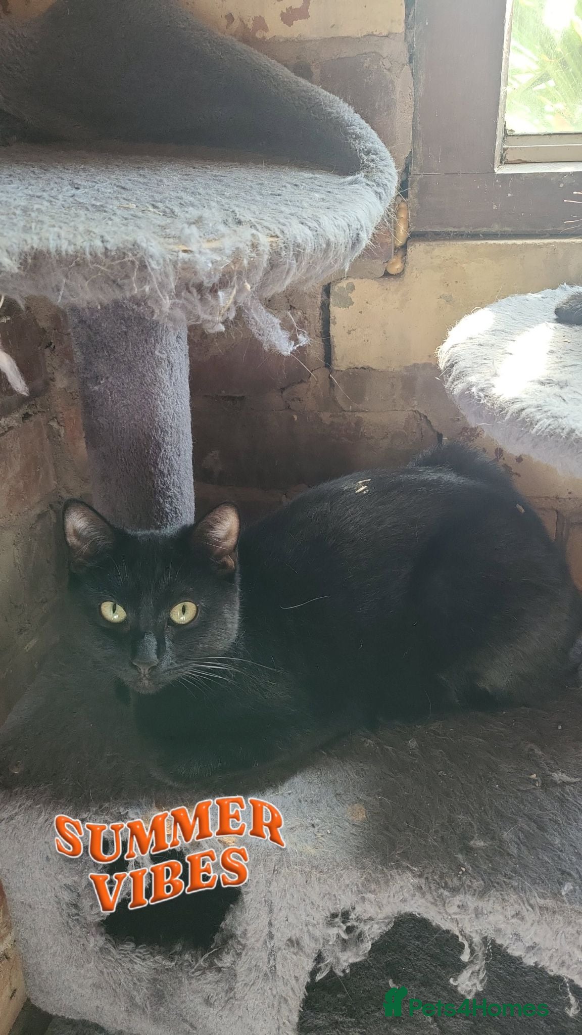 Mixed Breed cats Beautiful boy 8 weeks old - Advert 3