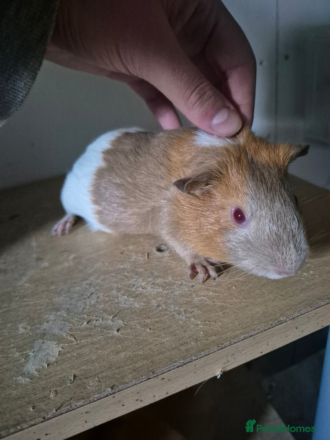 Guinea Pig rodents for sale: Sows for sale xx - Image 3