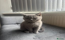 British Shorthair cats for sale: Cute British Shorthair kitten Male  - Image 6