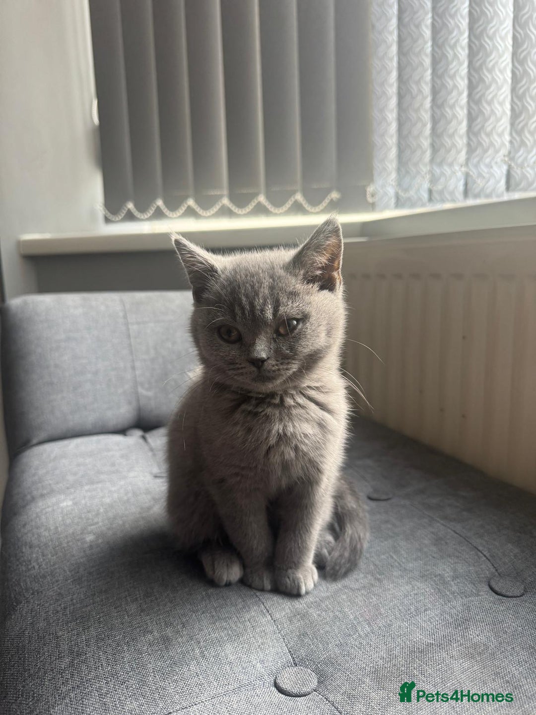 British Shorthair cats for sale: Cute British Shorthair kitten Male  - Image 6