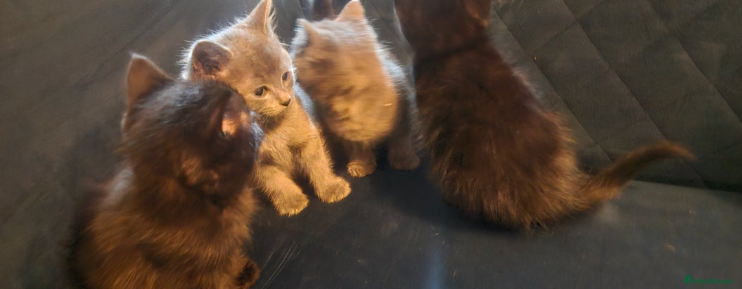 Ragdoll cats for sale: Ragdoll x kittens  - Image 10