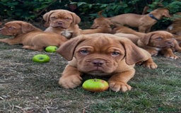 Dogue De Bordeaux dogs for sale: READY NOW!Kc registered Dogue de bordeaux puppies  - Image 1