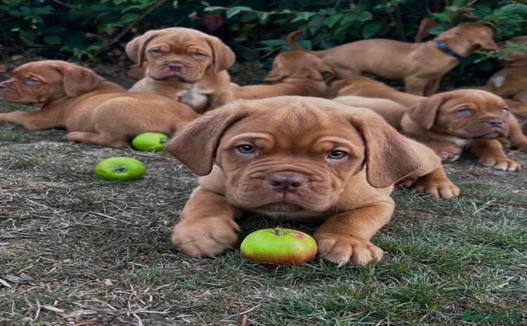 Dogue De Bordeaux dogs - Advert 1