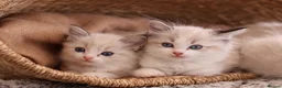 Ragdoll cats for sale: Tica Registered 💎 Ragdoll Kittens - Advert 10