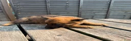 German Shepherd dogs for sale: Working German Shepherd x belgian malinois Puppies in Purley - Advert 16