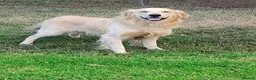 Mixed Breed dogs for sale: Golden Retriever/German Shepherds in London - Advert 3