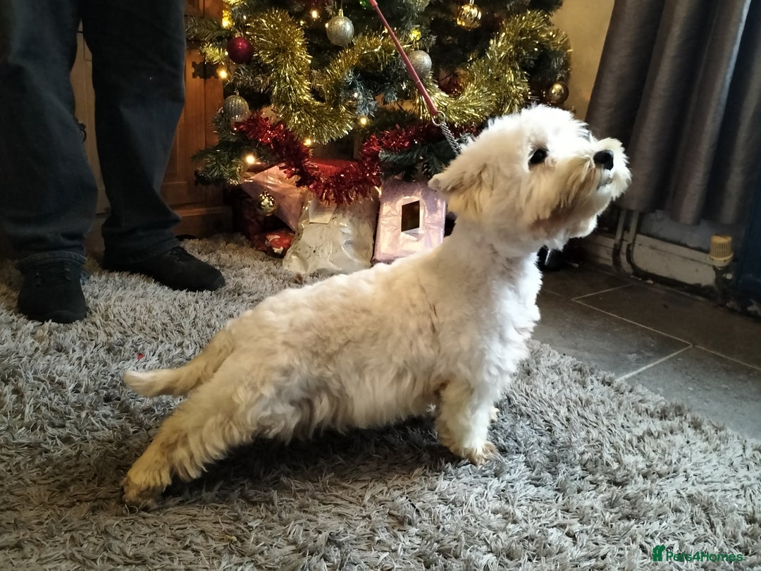 West Highland Terrier dogs for sale: 2yo KC westie girl  - Advert 8