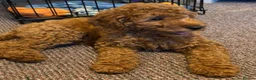 Cavapoo dogs for sale: F1 Deep Fox Red Cavapoo puppy - Advert 1