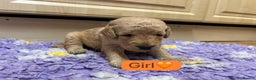 Labradoodle dogs for sale: Gorgeous labradoodle puppies - Advert 23