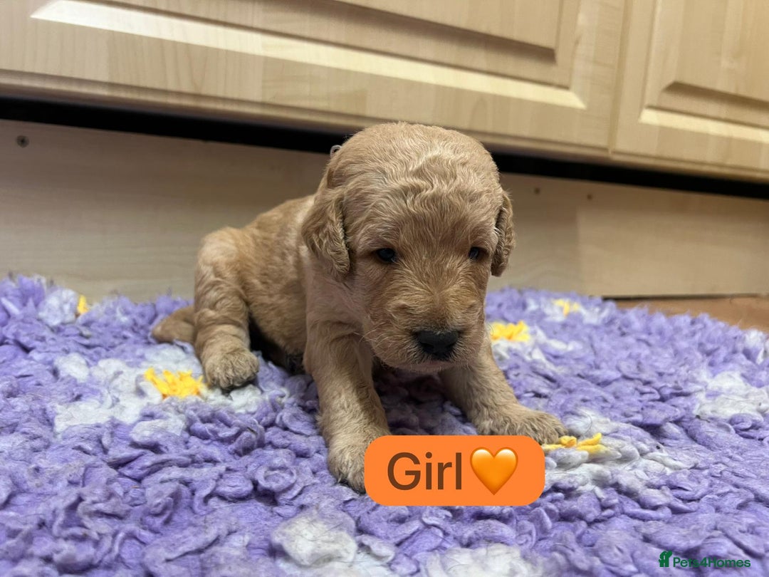 Labradoodle dogs for sale: Gorgeous labradoodle puppies - Advert 23