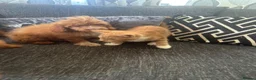 Cavapoo dogs for sale: Gorgeous toy f1b cavapoo pups  - Advert 5