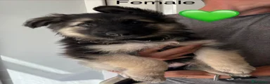 Green Collar Female