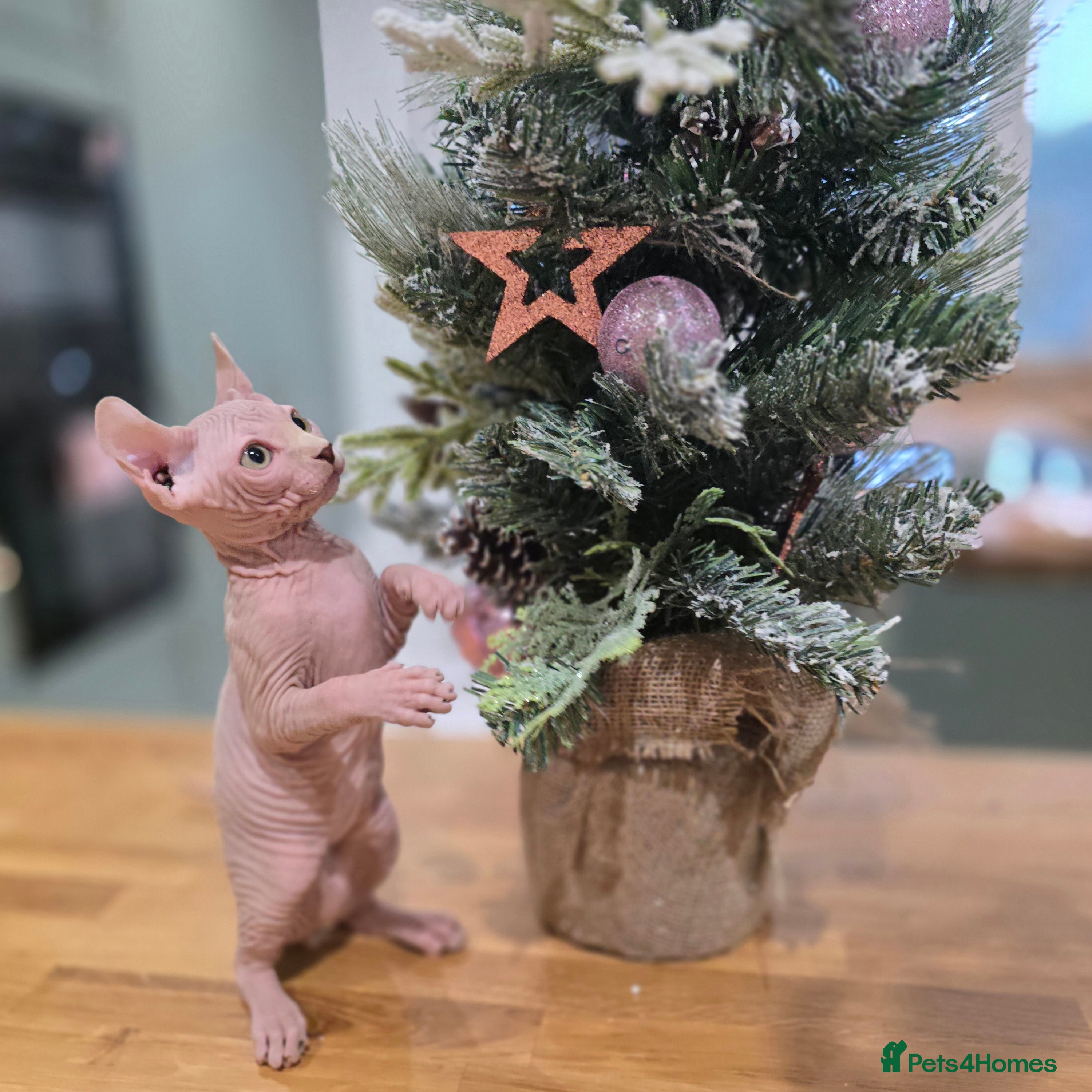 Sphynx cats 🌟 Stunning Sphynx & Elf Kittens  - Advert 1