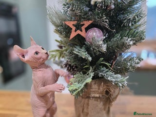 Sphynx cats 🌟 Stunning Sphynx & Elf Kittens - Advert 1