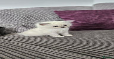 Ragdoll cats - Advert 10