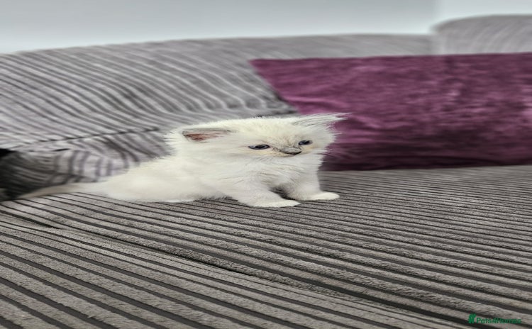Ragdoll cats - Advert 14