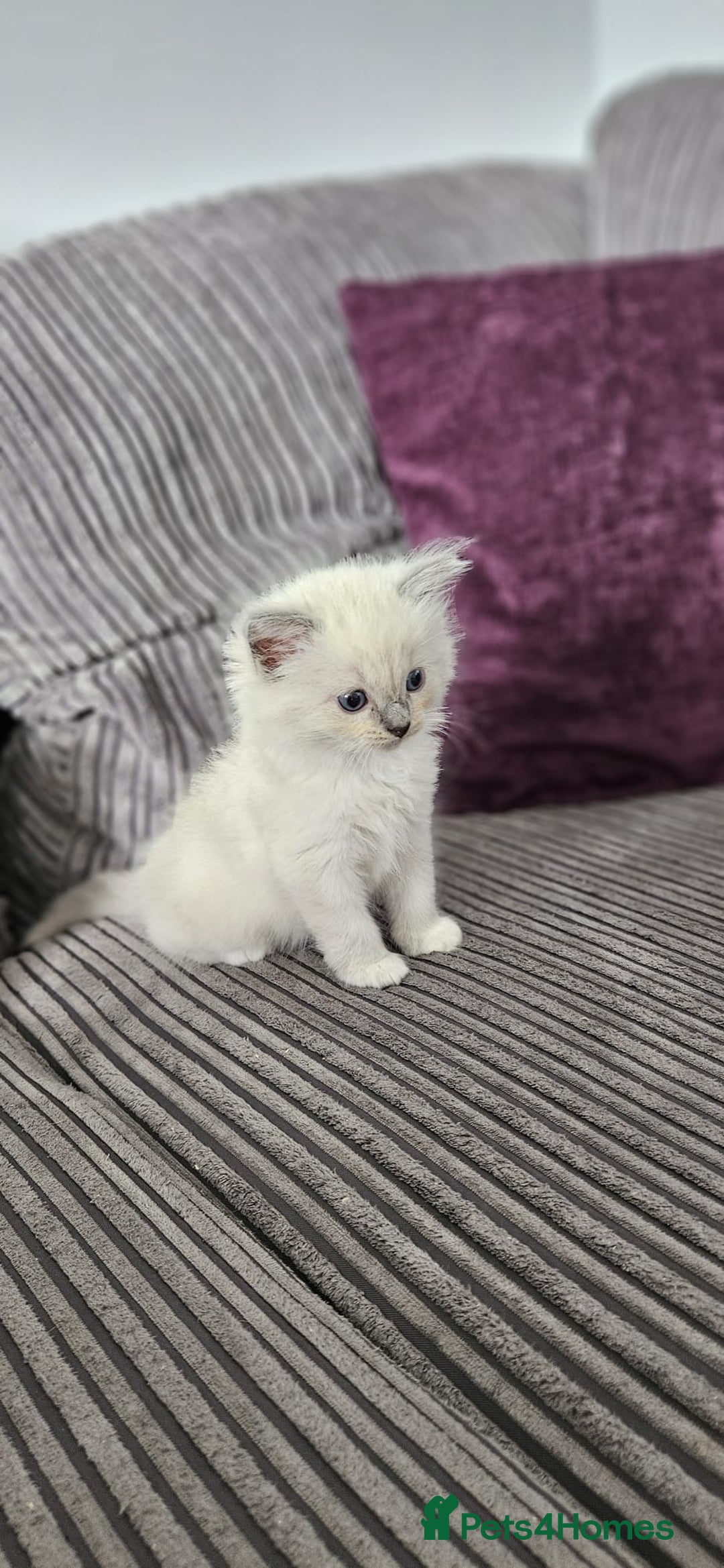 Ragdoll cats for sale: Gorgeous Ragdoll kittens  - Image 2