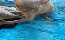 Sphynx cats for sale: Sphinx kitten ready now - Image 4