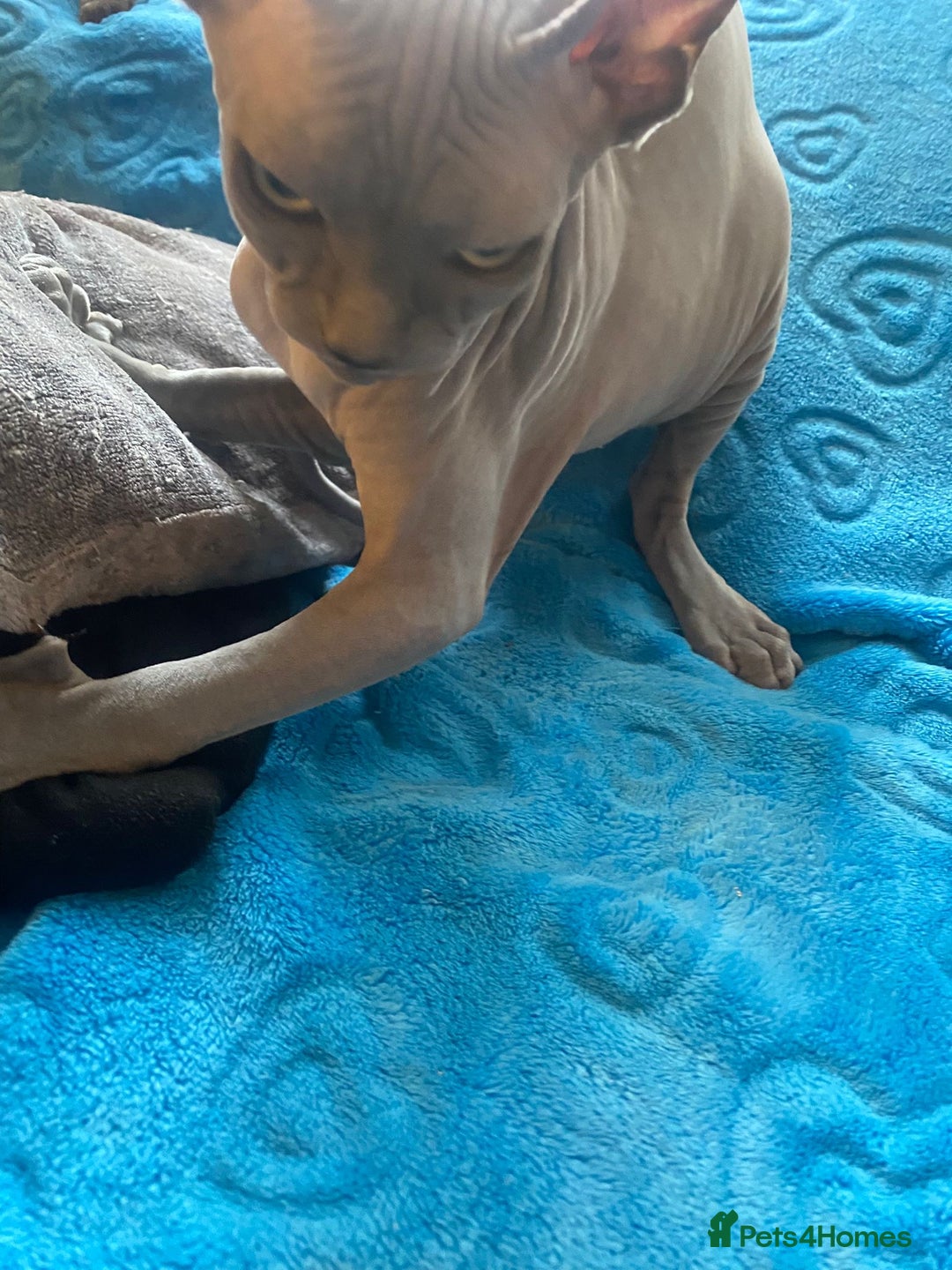 Sphynx cats for sale: Sphinx kitten ready now - Image 4