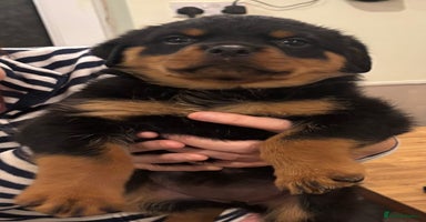 Rottweiler dogs Stunning KC Registered puppies  - Advert 11