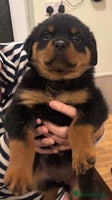 Rottweiler dogs Stunning KC Registered puppies - Advert 1
