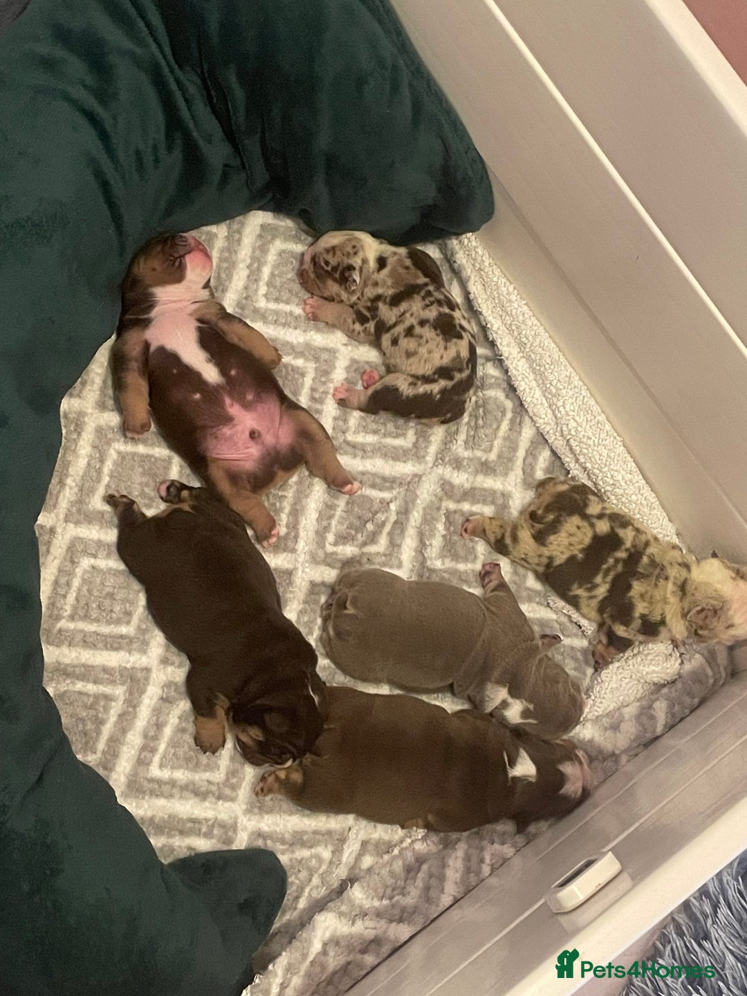 English Bulldog dogs for sale: ⭐️🐾 6 Beautiful English Bulldog 🐾⭐️ - Advert 1