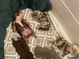 English Bulldog dogs ⭐️🐾 6 Beautiful English Bulldog 🐾⭐️ - Advert 1